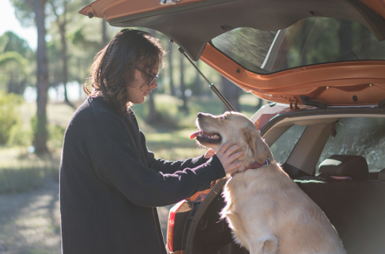 bring dog for holiday