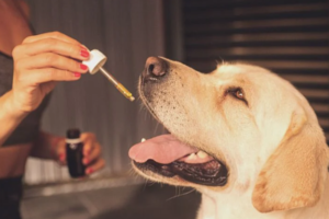 cbd dog oil