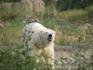 polar