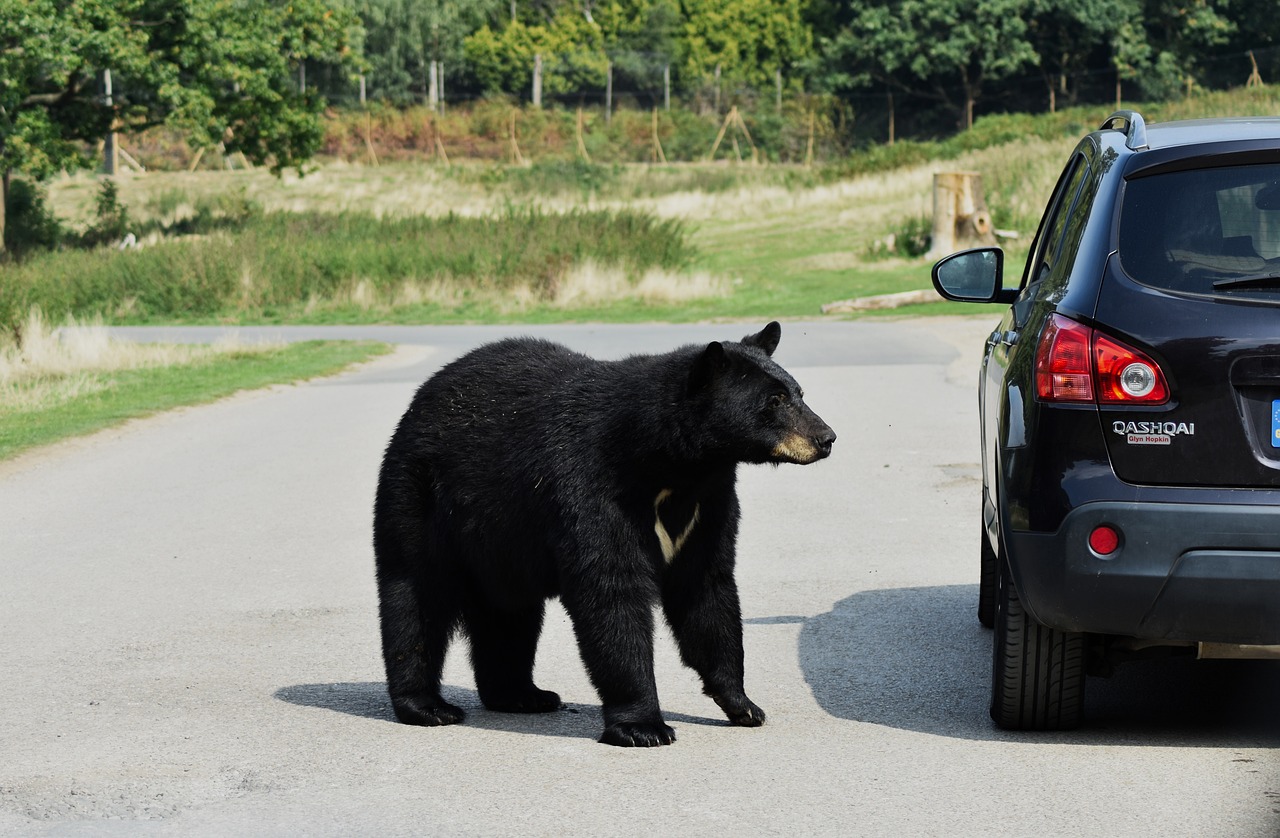 bear